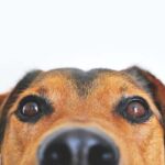 Nass- oder Trockenfutter für Hunde (Was ist besser?)