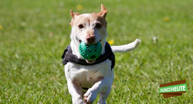 Gepolstertes Hundegeschirr