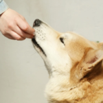 hund frisst schelcht