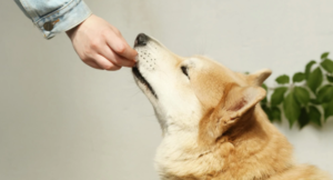 hund frisst schelcht
