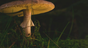 Pilz gesund für Hund