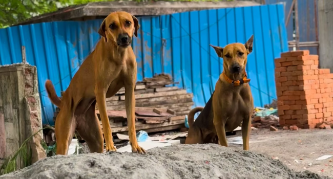 Ist die Hundehaftpflicht Pflicht