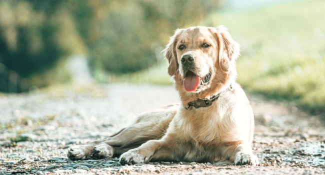 hund abkuehlen
