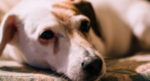 kuehlmatte hund